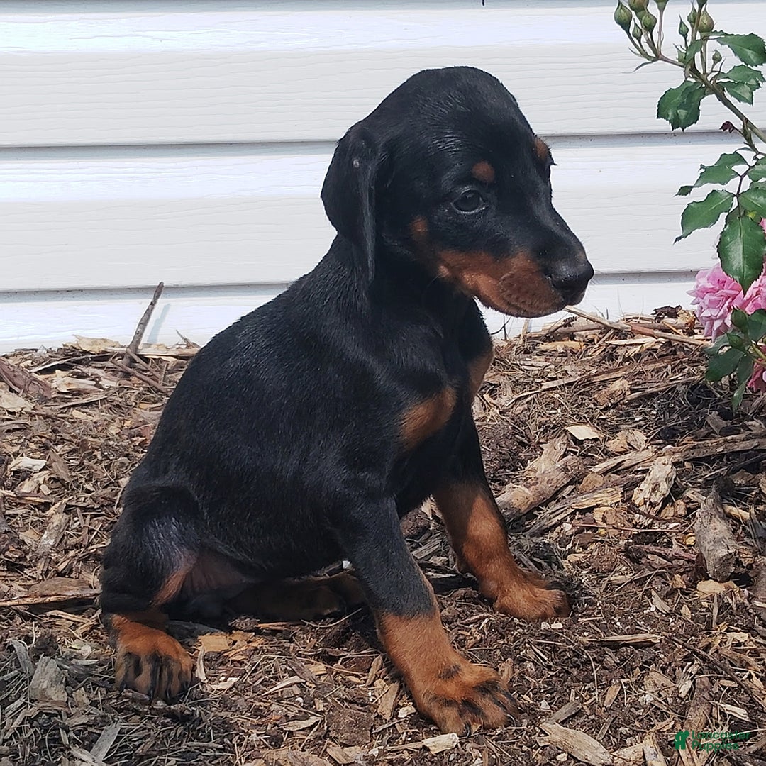 Doberman Pinscher dogs for sale: Jax - Image 1