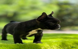 French Bulldog dogs for sale: Nova - Image 7