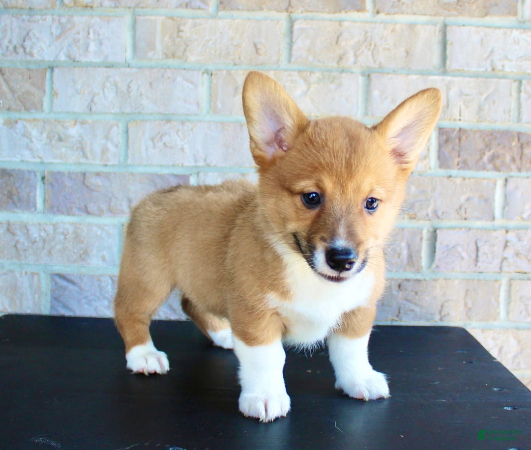 Welsh Corgi Pembroke dogs for sale: Buddy - Image 3
