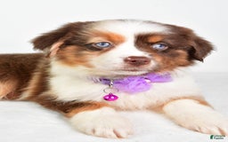 Miniature Australian Shepherd dogs for sale: Teresa - Image 5