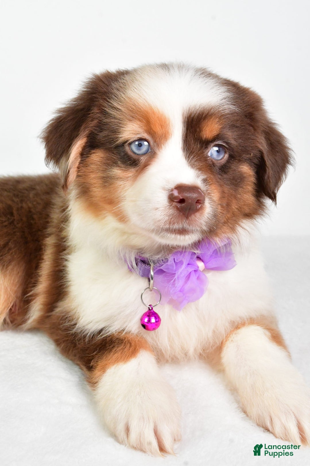 Miniature Australian Shepherd dogs for sale: Teresa - Image 5