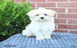 Maltese dogs for sale: Snickers - Image 2