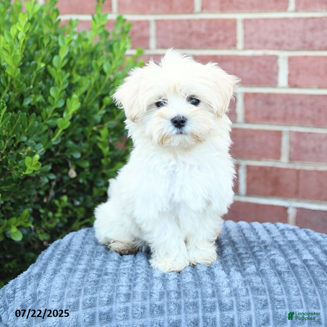 Maltese dogs for sale: Snickers - Image 2