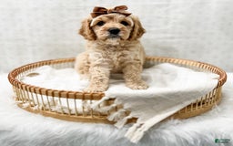 Cavapoo dogs for sale: Jackie - Image 4