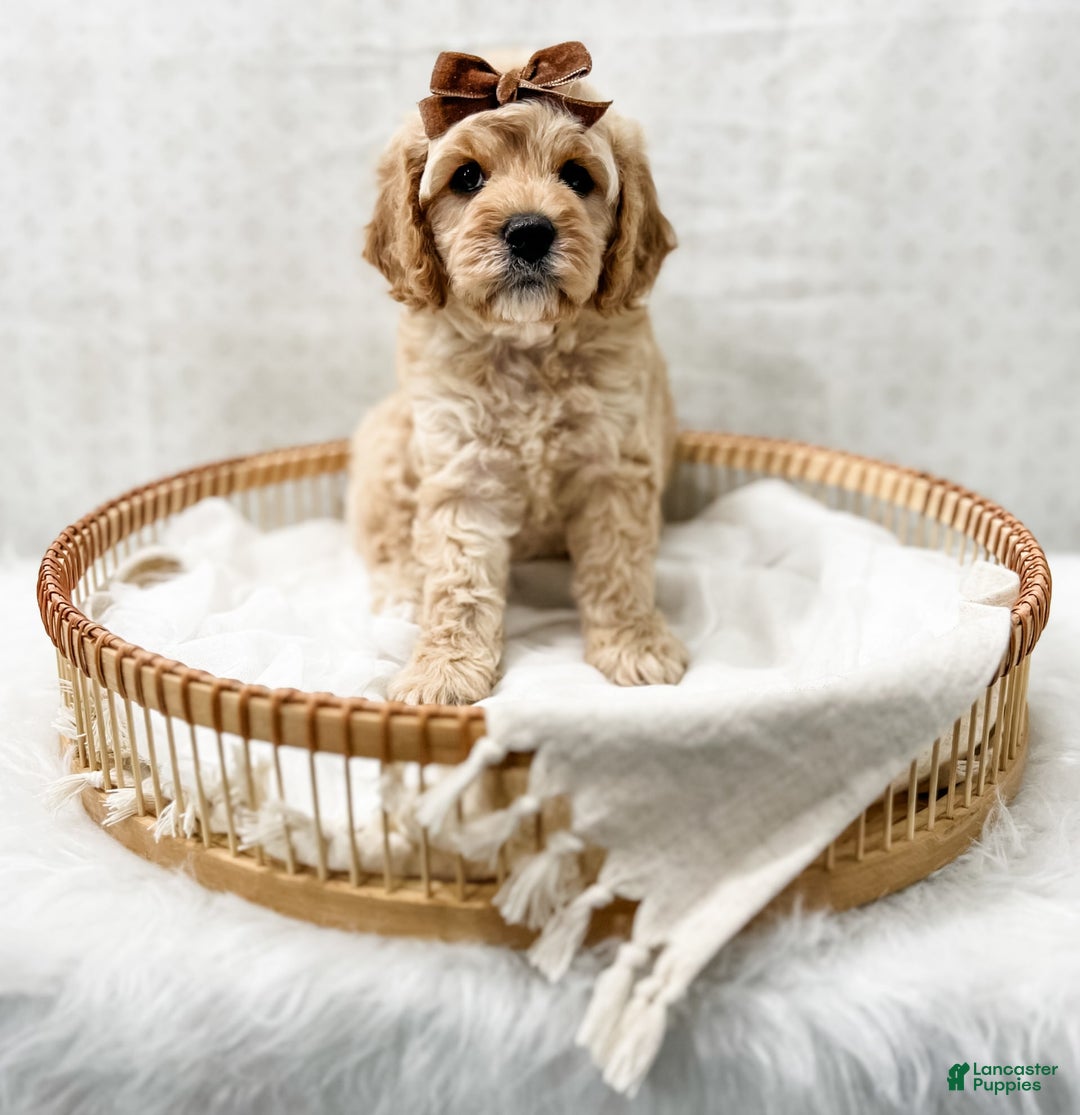 Cavapoo dogs for sale: Jackie - Image 4