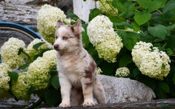 Gerberian Shepsky dogs for sale: Lawson - Image 9