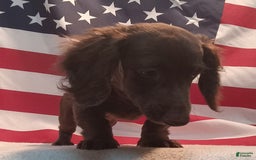 Miniature Dachshund dogs for sale: Ollie - Image 2