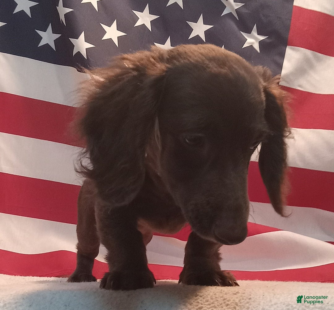 Miniature Dachshund dogs for sale: Ollie - Image 2
