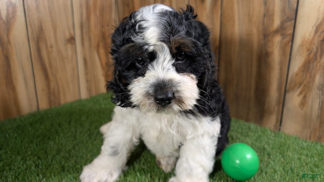 Cavapoo dogs for sale: Missy Boy 2 - Image 15