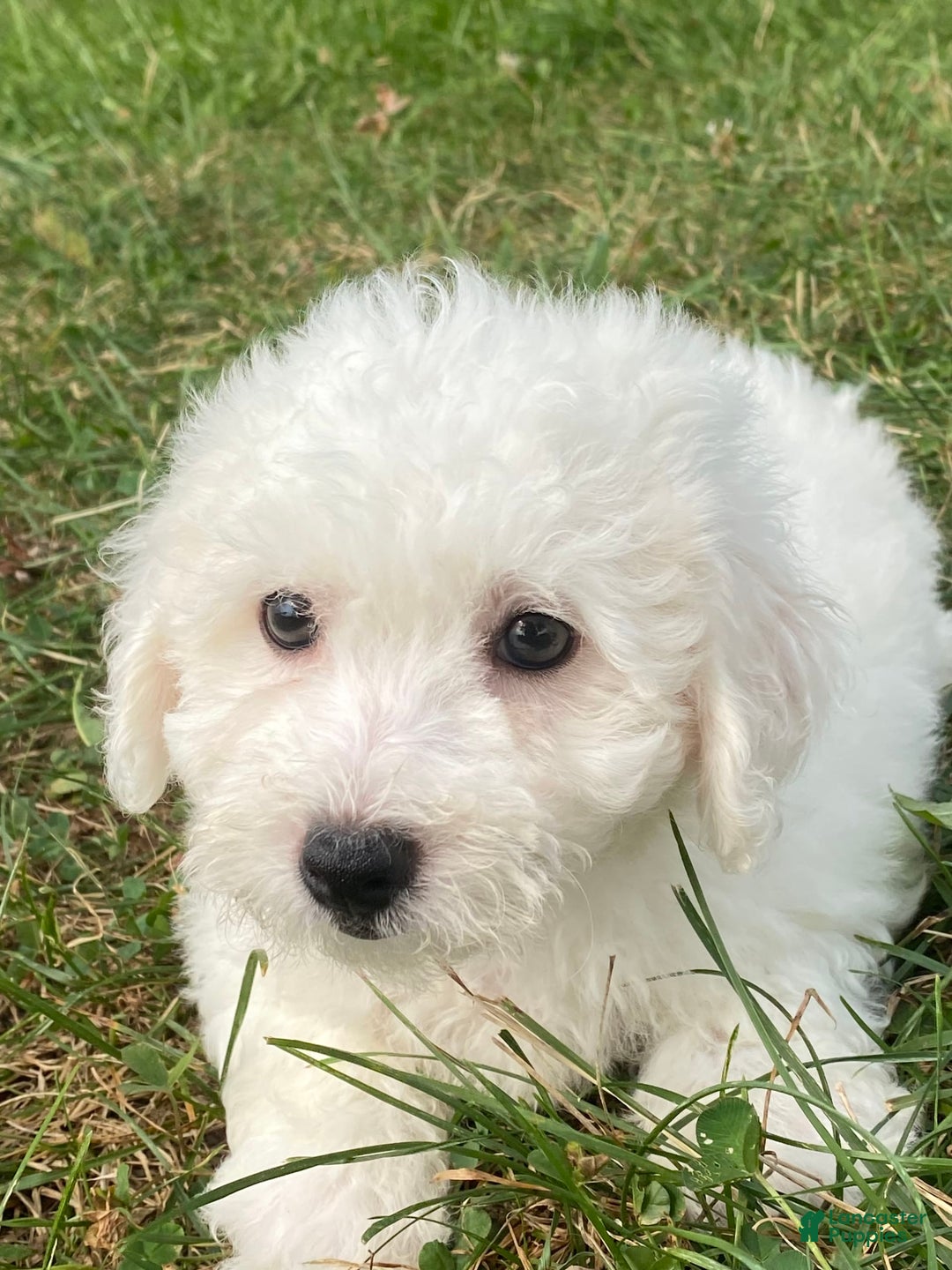 Bichon Frise dogs for sale: Bruno - Image 6