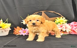 Miniature Poodle dogs for sale: Charity   Extra Small - Image 5