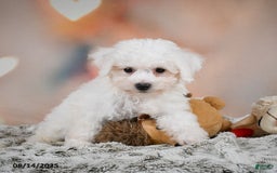 Bichon Frise dogs for sale: Benny - Image 8