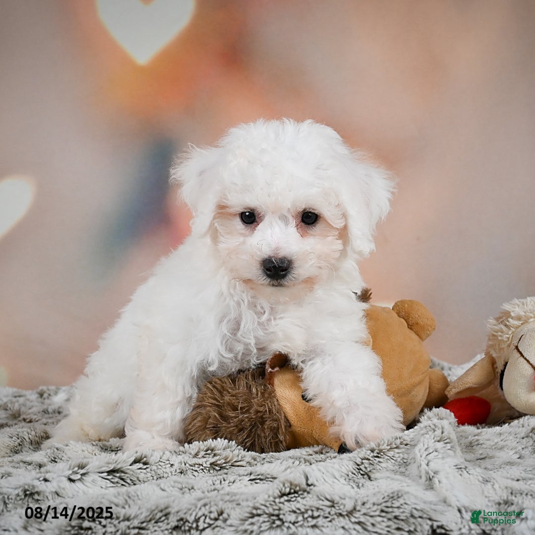 Bichon Frise dogs for sale: Benny - Image 8