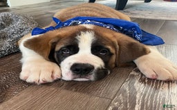 Saint Bernard dogs for sale: Oliver - Image 15