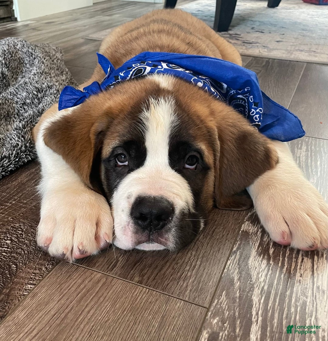 Saint Bernard dogs for sale: Oliver - Image 15