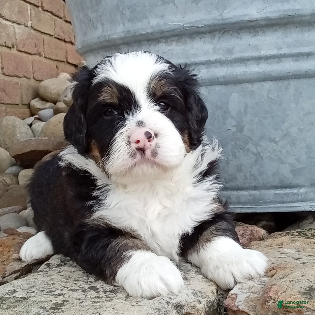 Mini Bernedoodle dogs for sale: Banjo - Image 3