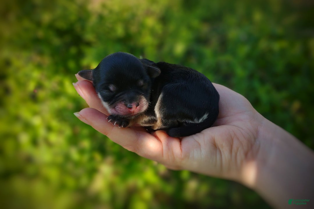 Morkie dogs for sale: Cream Point Ladybug - Image 18