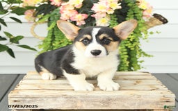 Welsh Corgi Pembroke dogs for sale: Pluto - Image 4