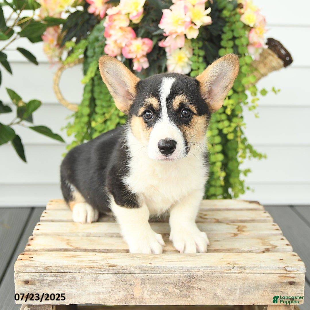 Welsh Corgi Pembroke dogs for sale: Pluto - Image 4