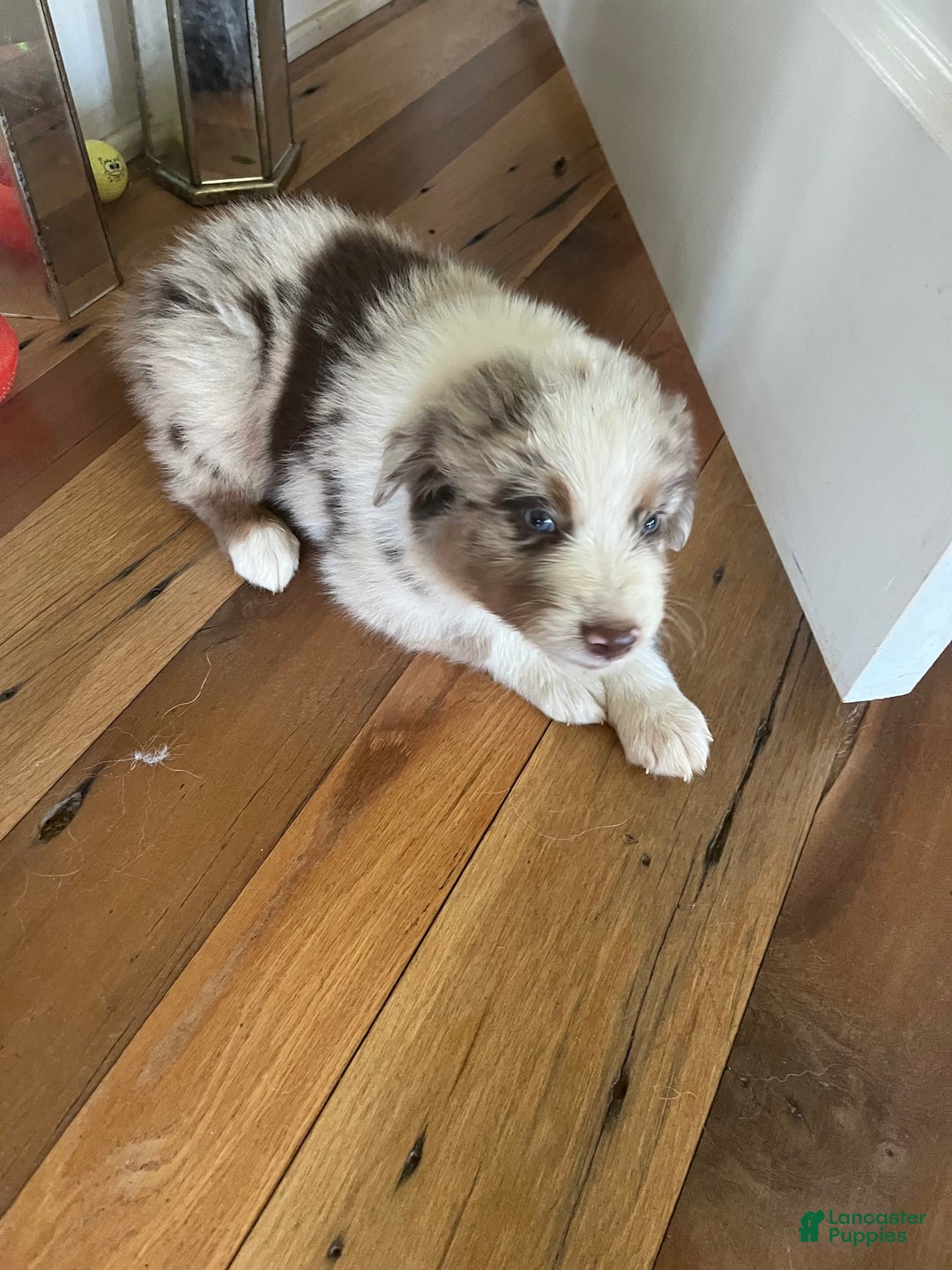 Australian Shepherd dogs for sale: Cash - Image 1