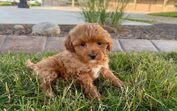 Cavapoo dogs for sale: Karla - Image 2
