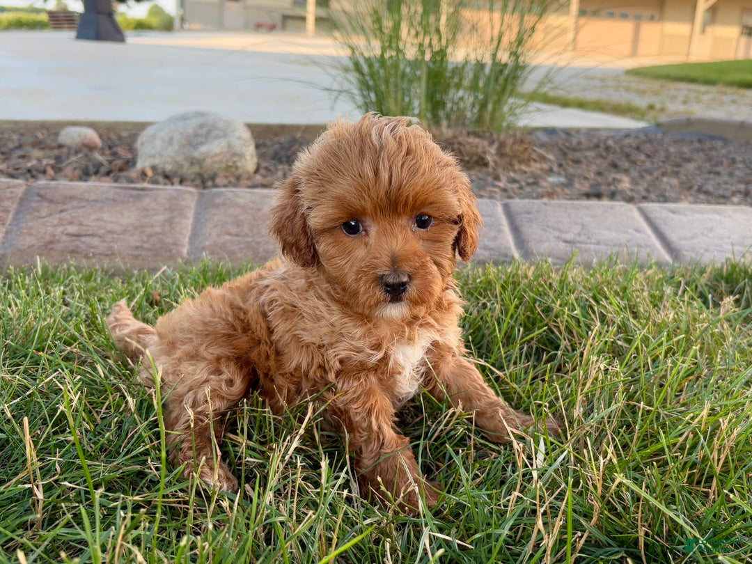 Cavapoo dogs for sale: Karla - Image 2