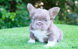 French Bulldog dogs for sale: Buff - Image 2
