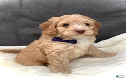 Cockapoo dogs for sale: Oliver - Image 15