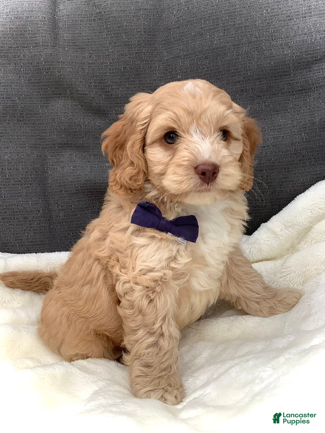 Cockapoo dogs for sale: Oliver - Image 15