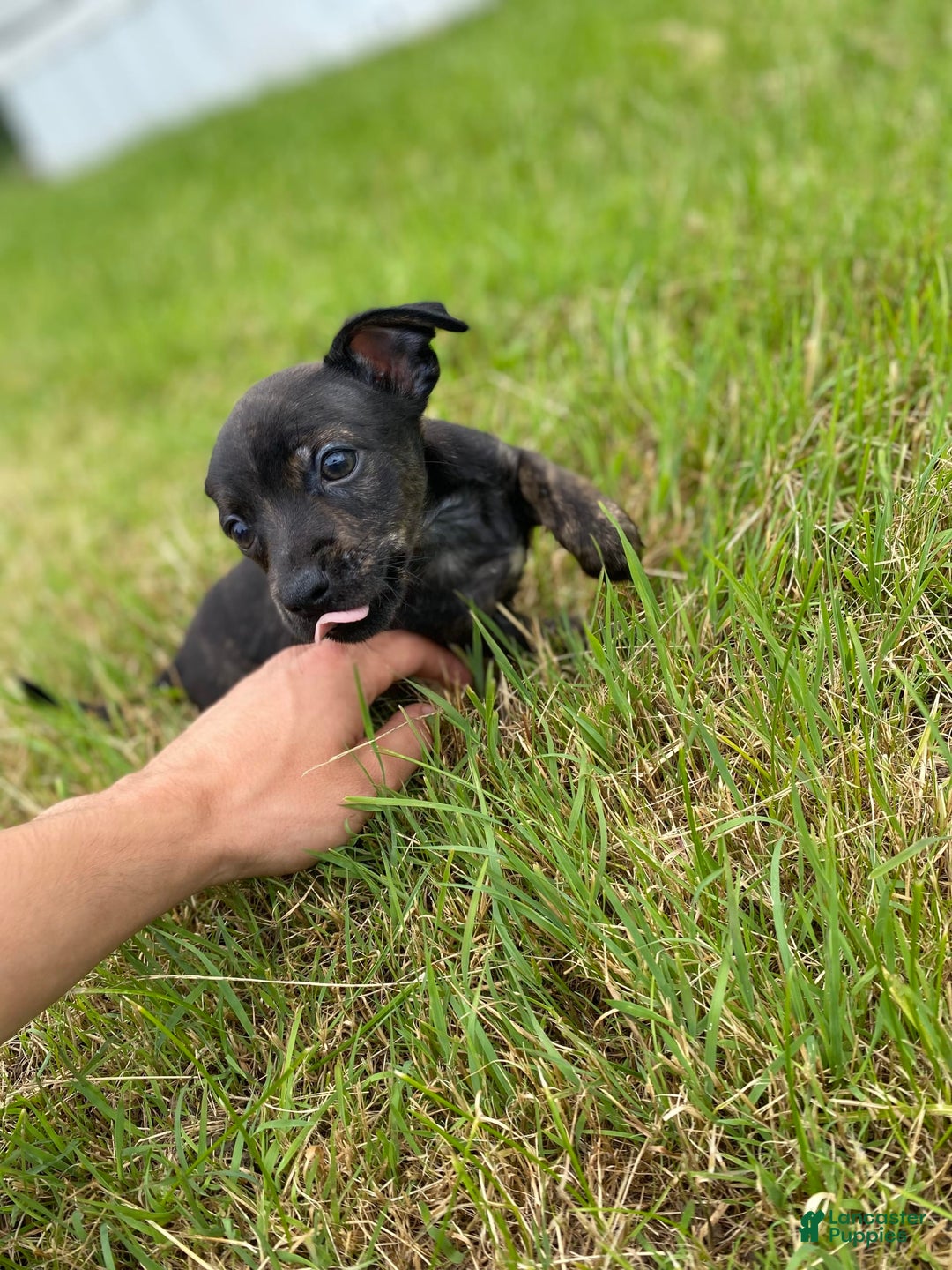 Chihuahua dogs for sale: Scrappy - Image 1