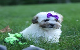 Shihpoo dogs for sale: Scarlett - Image 2