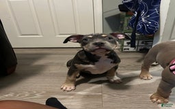 American Bully dogs for sale: Rosey - Image 19