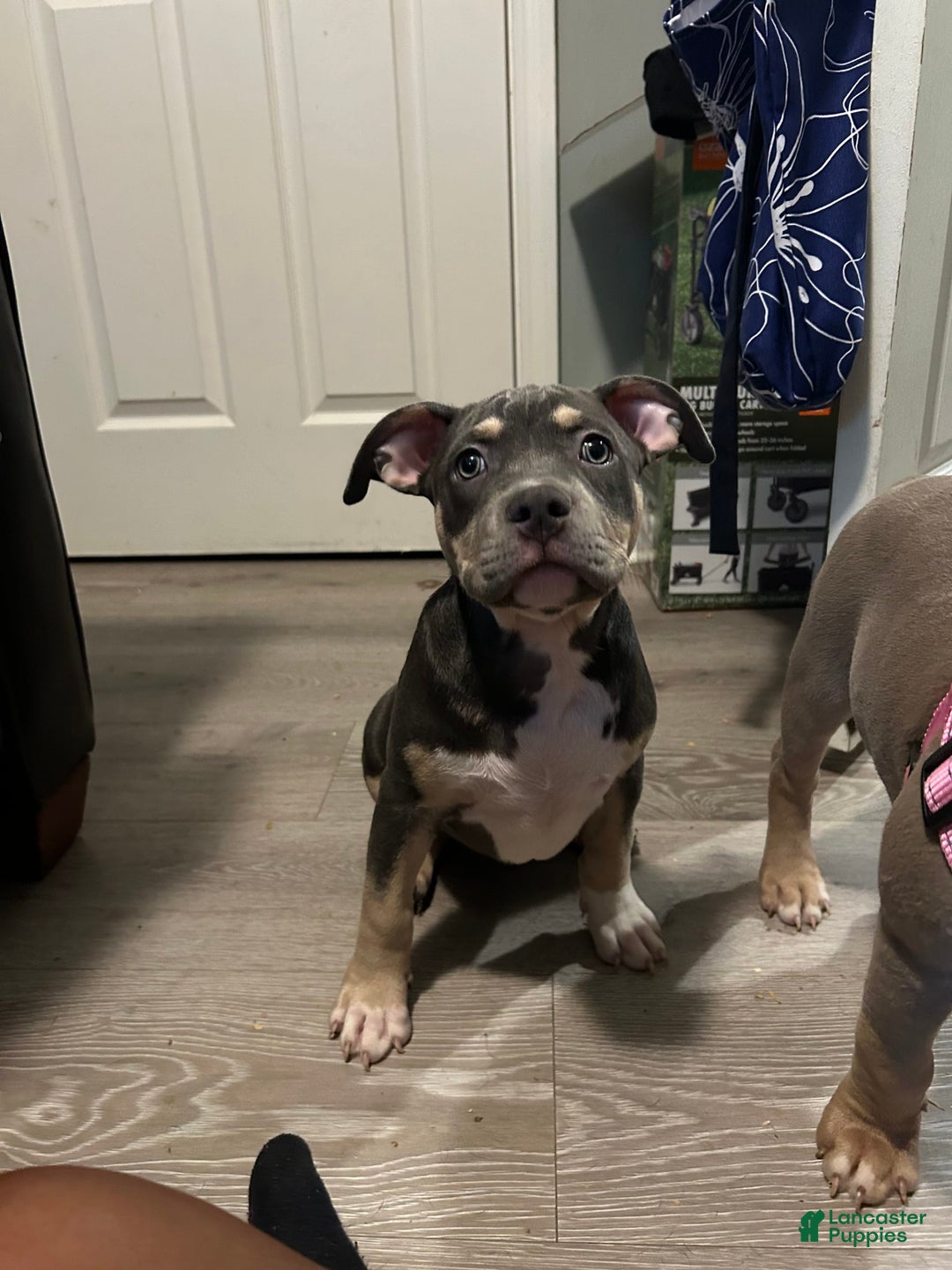 American Bully dogs for sale: Rosey - Image 19