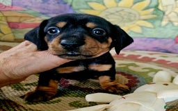 Dachshund dogs for sale: Lulu - Image 1