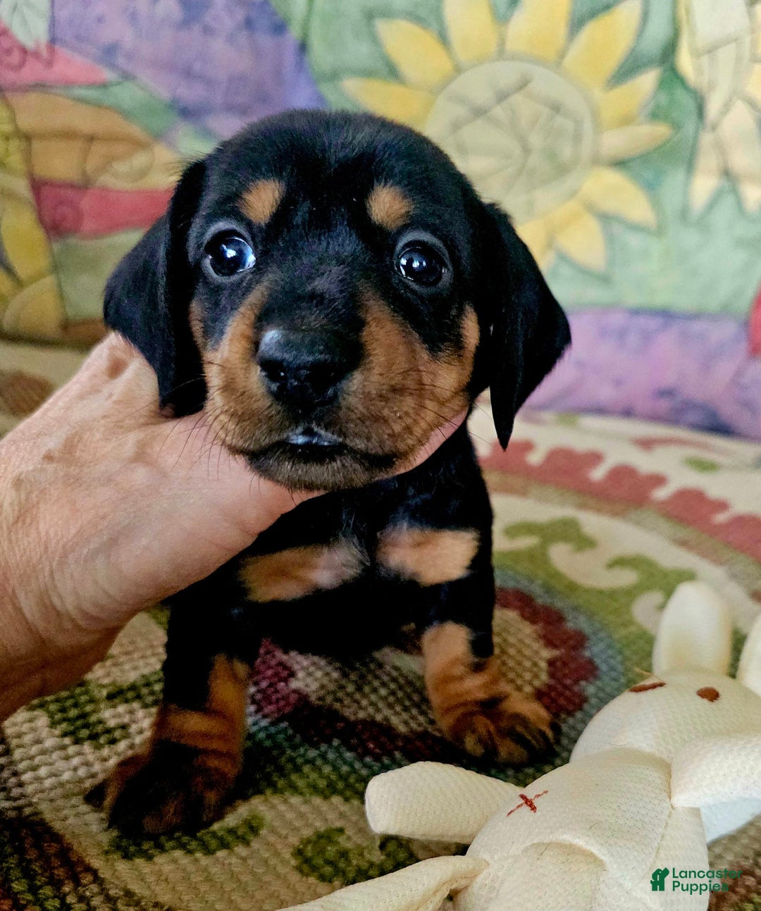 Dachshund dogs for sale: Lulu - Image 1