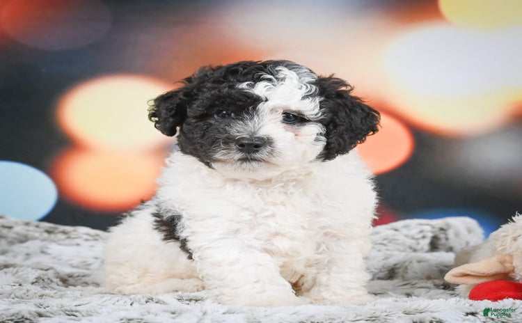 Miniature Poodle dogs for sale - Ad 4