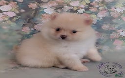 Pomeranian dogs for sale: Sunny - Image 2