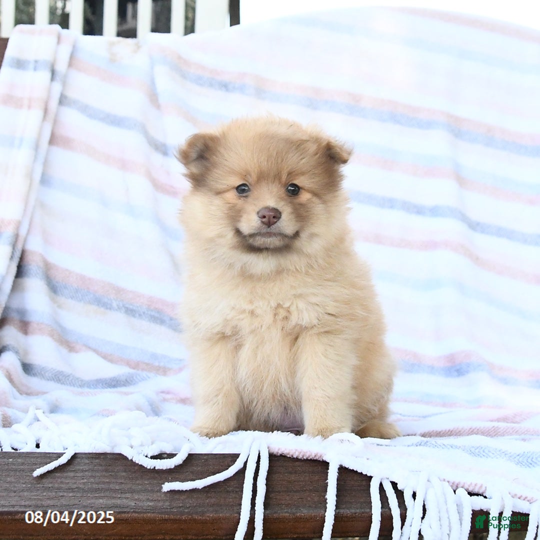 Pomeranian dogs for sale: Caramel - Image 2