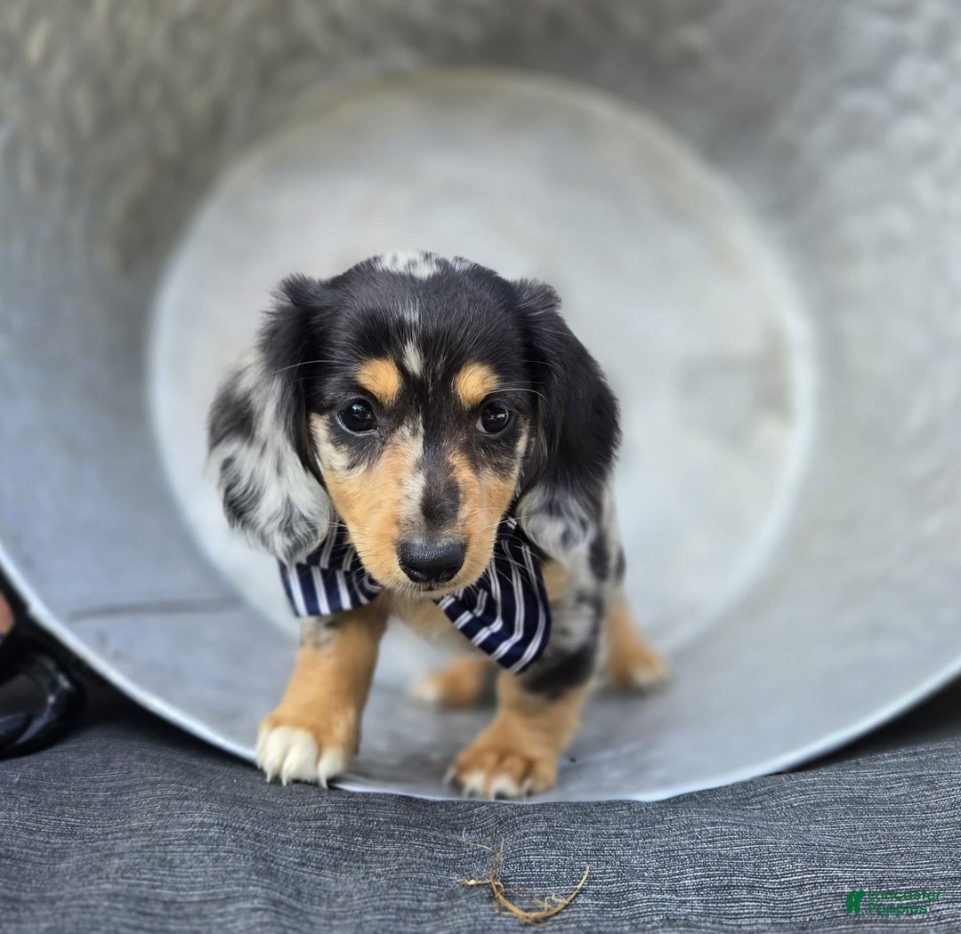 Miniature Dachshund dogs for sale: Edwin - Image 1