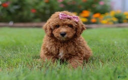 Mini Goldendoodle dogs for sale: Maple - Image 5