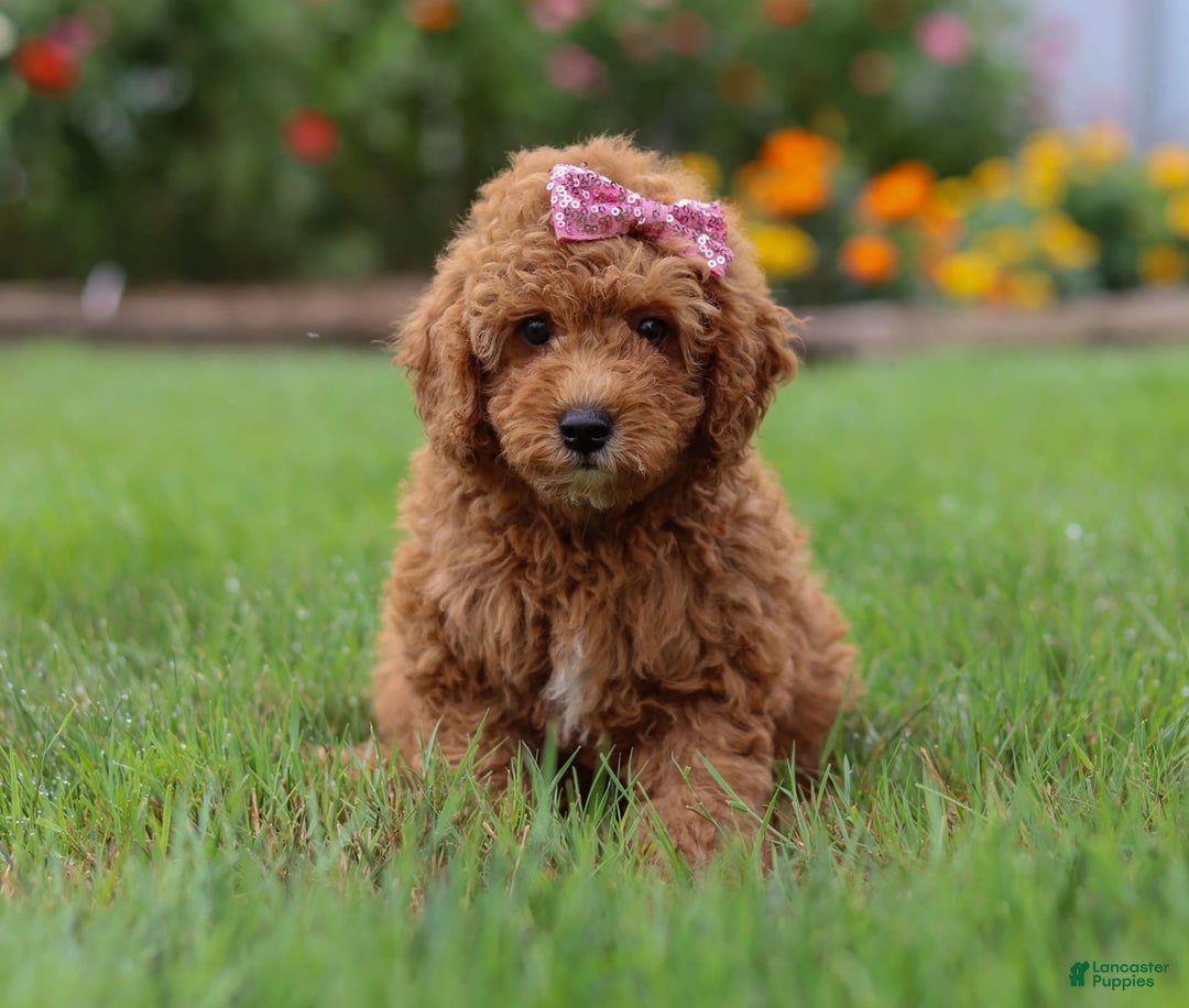 Mini Goldendoodle dogs for sale: Maple - Image 5