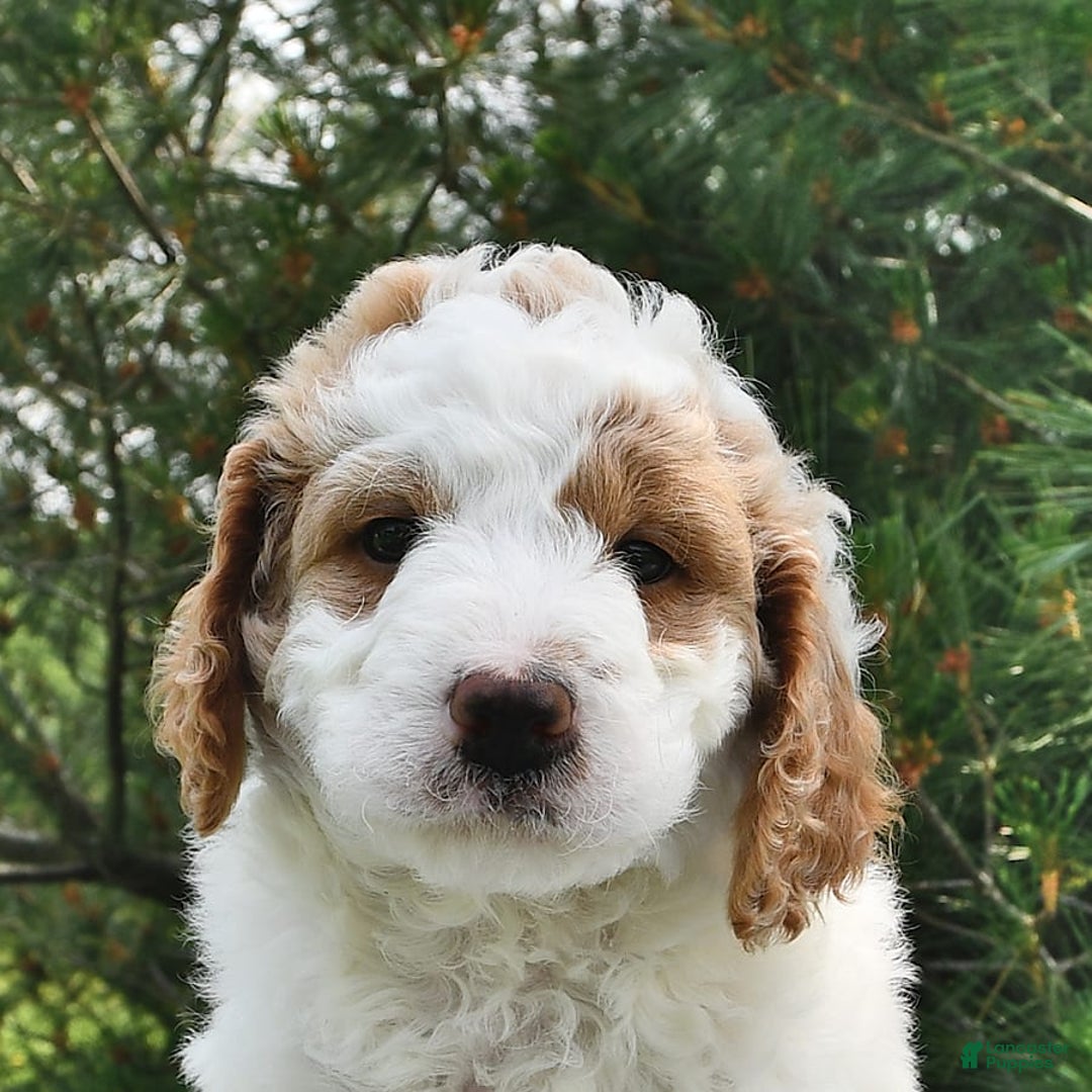 Mini Goldendoodle dogs for sale: Dallas - Image 10
