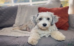 Mini Aussiedoodle dogs for sale: Avalon - Image 3