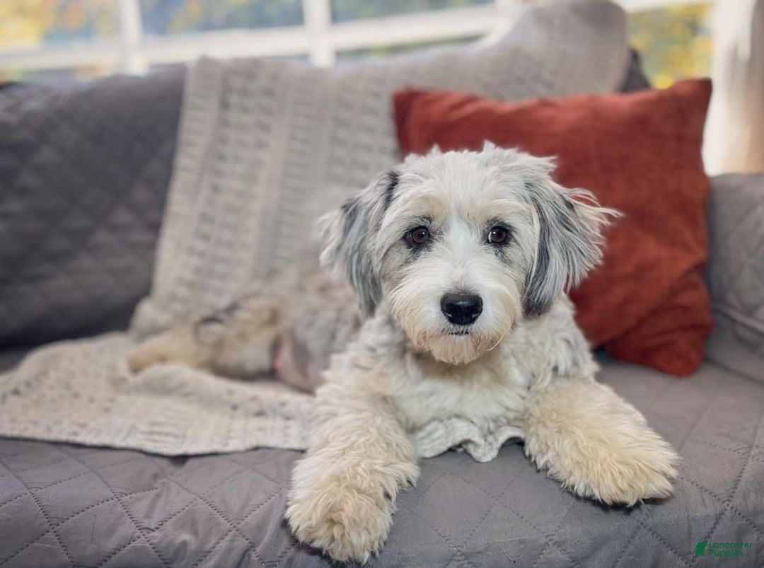 Mini Aussiedoodle dogs for sale: Avalon - Image 3
