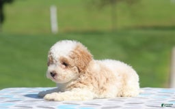 Maltipoo dogs for sale: Max - Image 2