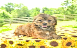 Shorkie dogs for sale: Edna - Image 1