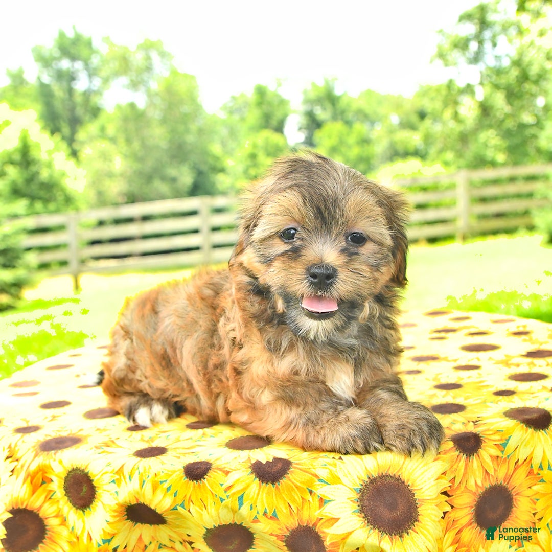 Shorkie dogs for sale: Edna - Image 1