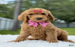 Goldendoodle dogs for sale: Emmy - Image 4