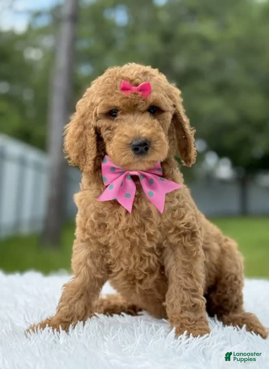Goldendoodle dogs for sale: Emmy - Image 4