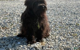 Miniature Schnauzer dogs for sale: Tammy - Image 4